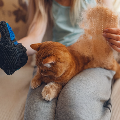 Petbrush